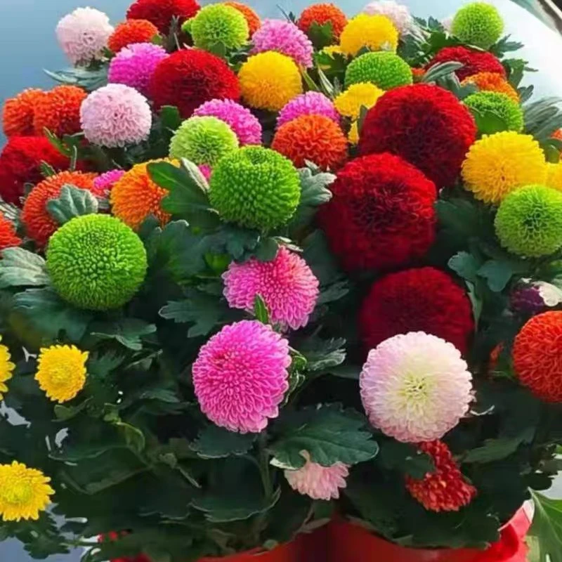乒乓菊荷兰菊盆栽带花苞菊花苗开花好养活室内阳台花卉植物