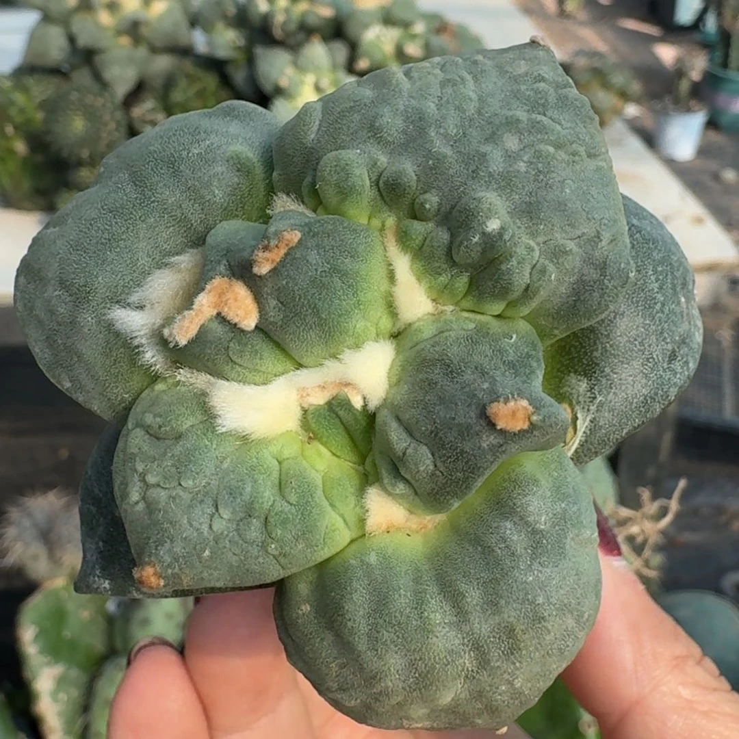 【闪购商品】无花朵大尤村怒234