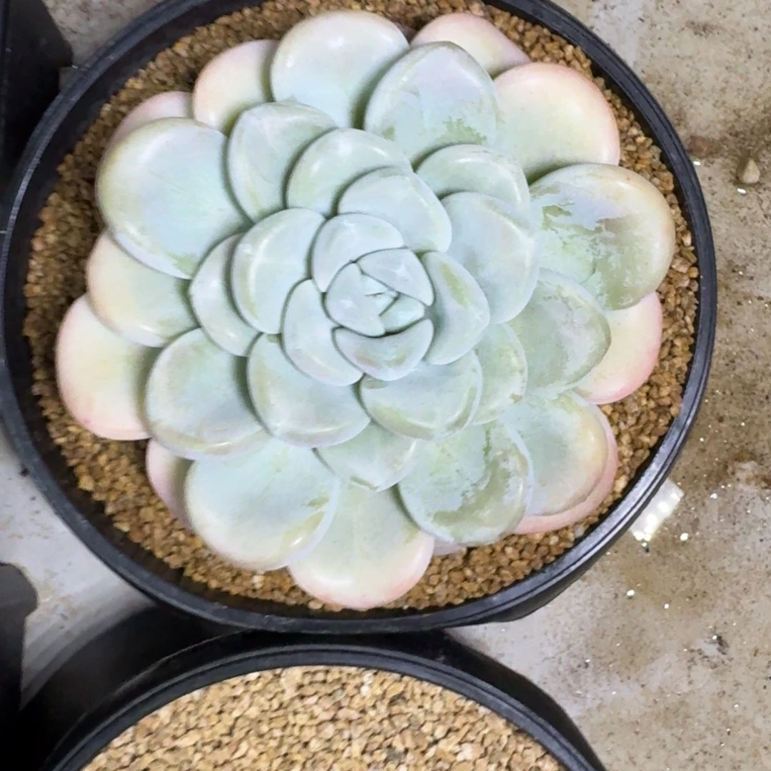 玉麒麟 单头 一物一拍