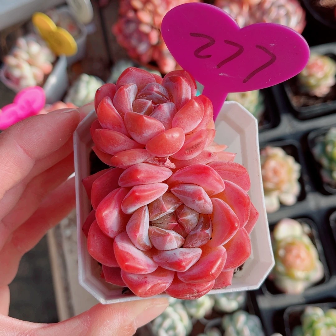 昱****277号小老桩糖心双头