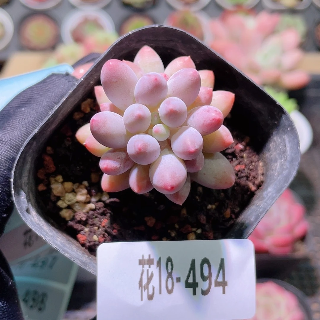 花利美18-494婴儿手指