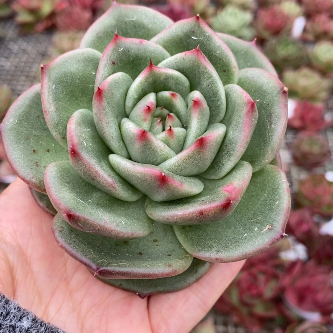 无花朵125 号东云系多肉植物