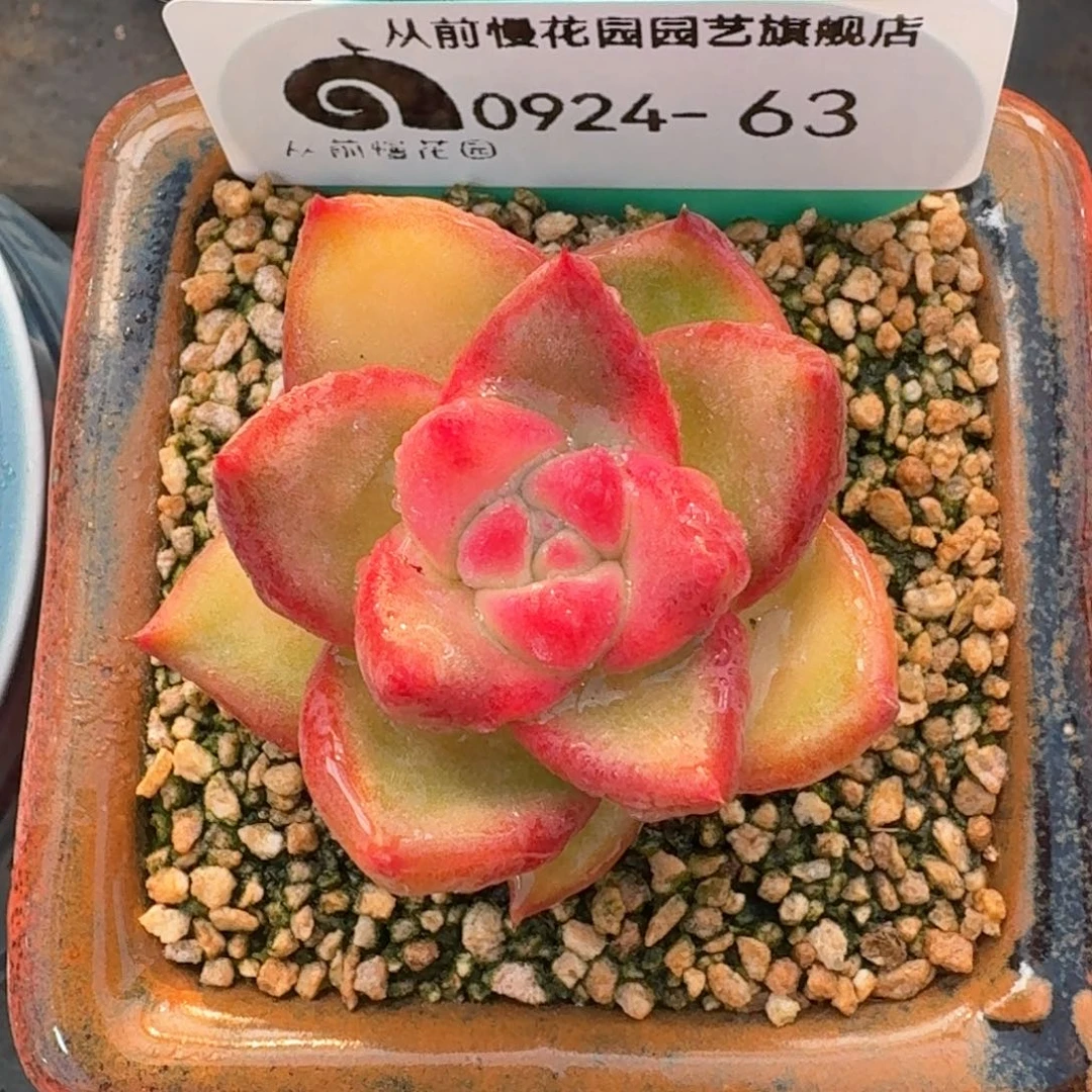 从前慢多肉精选编号0924.63