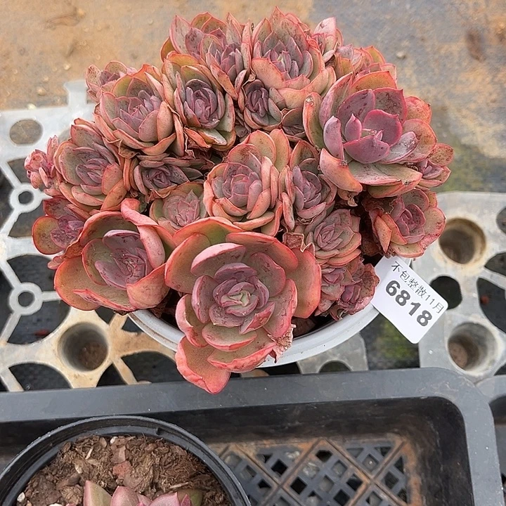 阿雅园艺。      6818秀妍