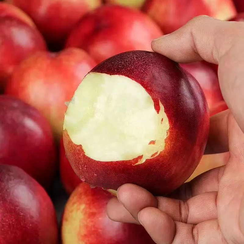 【五斤散装】都le进口油桃 脆甜好吃 桃味十足 一份五斤左右