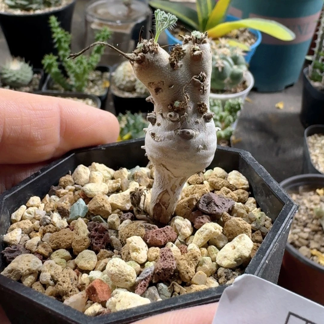 923白皮月界带盆发货