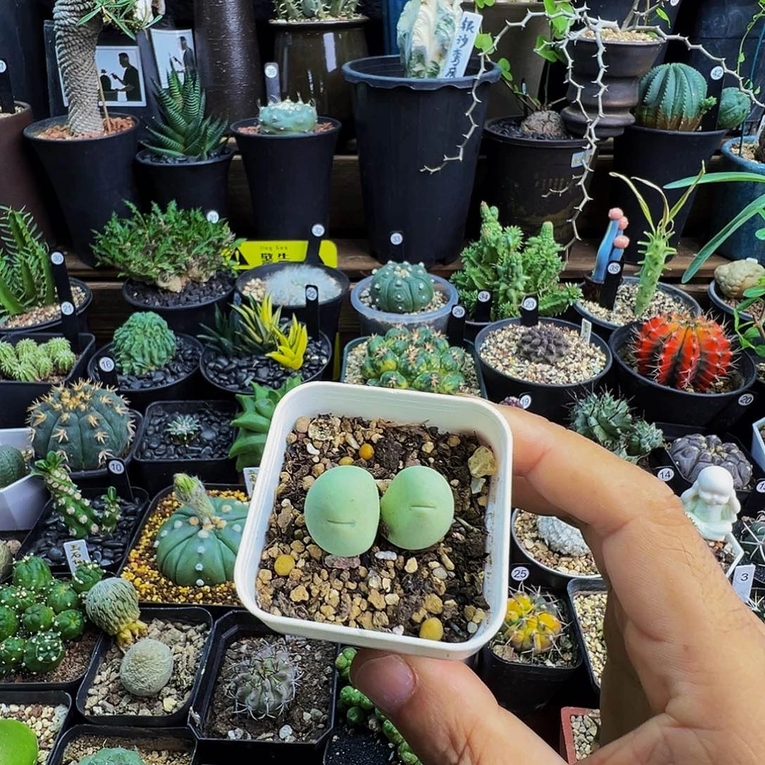 C***c双头鸽子蛋带盆发货