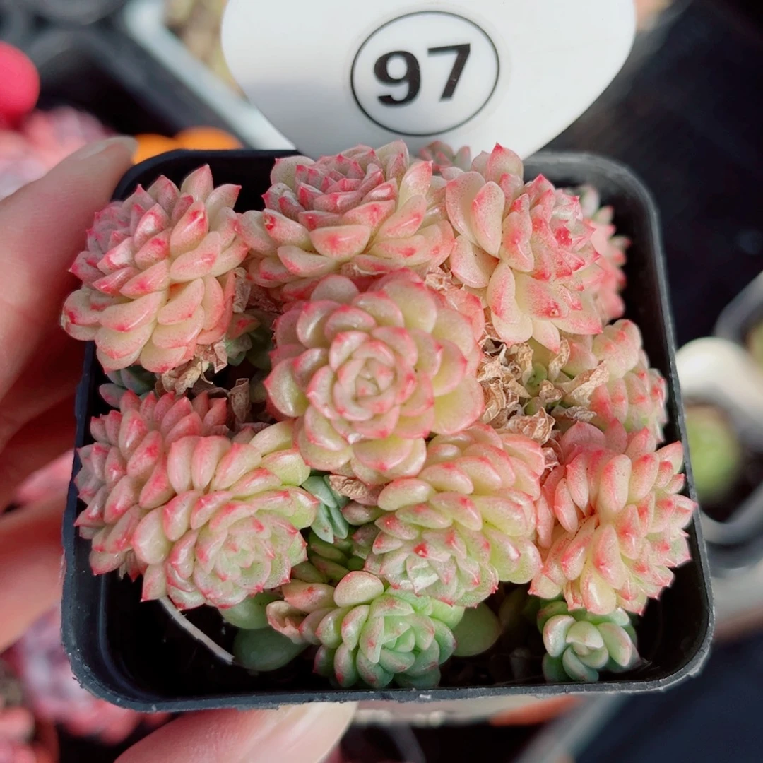 97号小老桩麦秆群