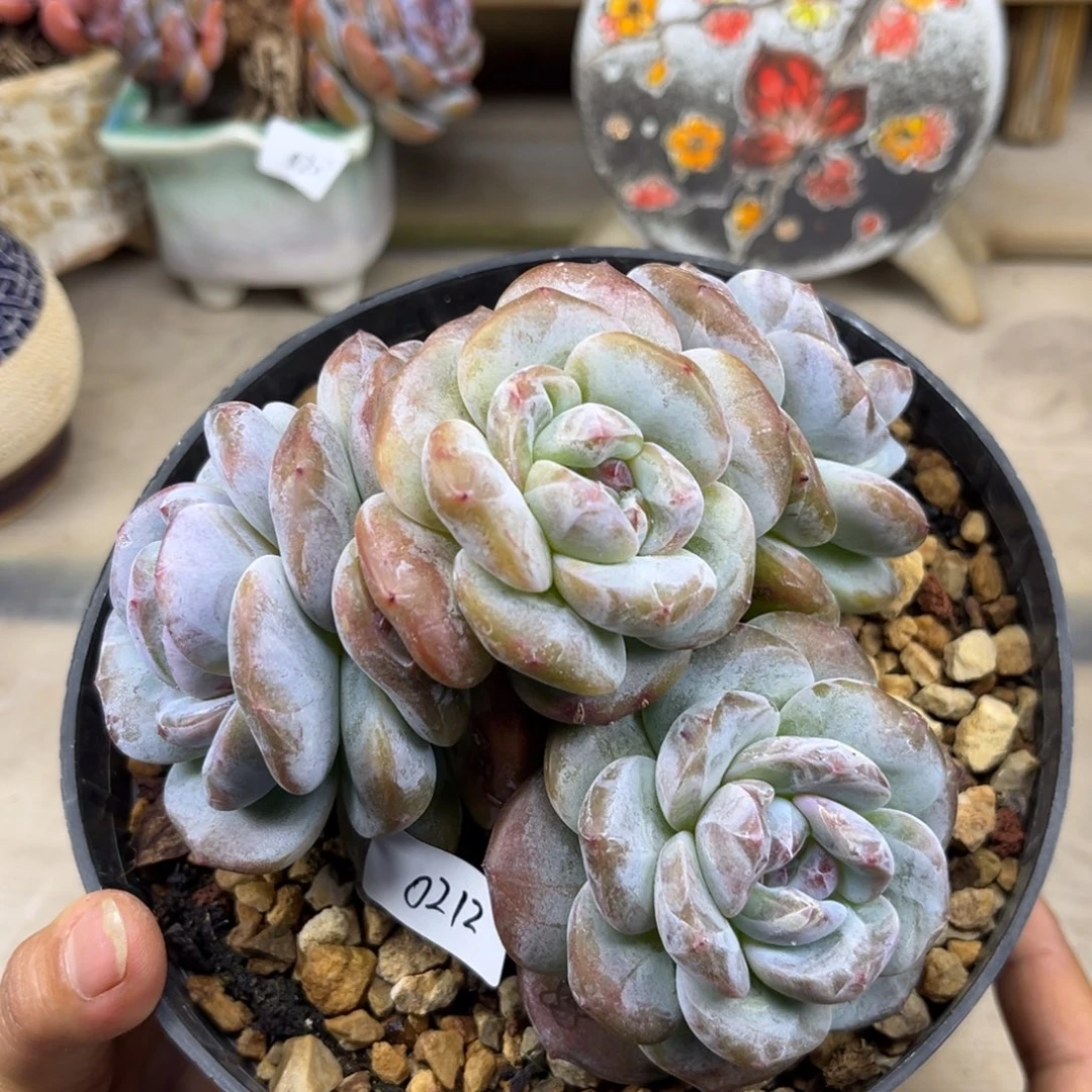 绿底紫心212/11cm4头