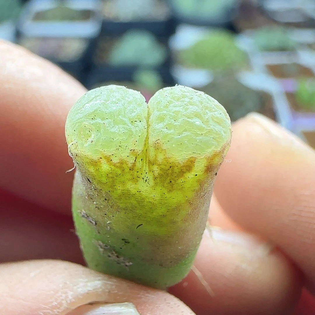 28包邮脱土发货26007