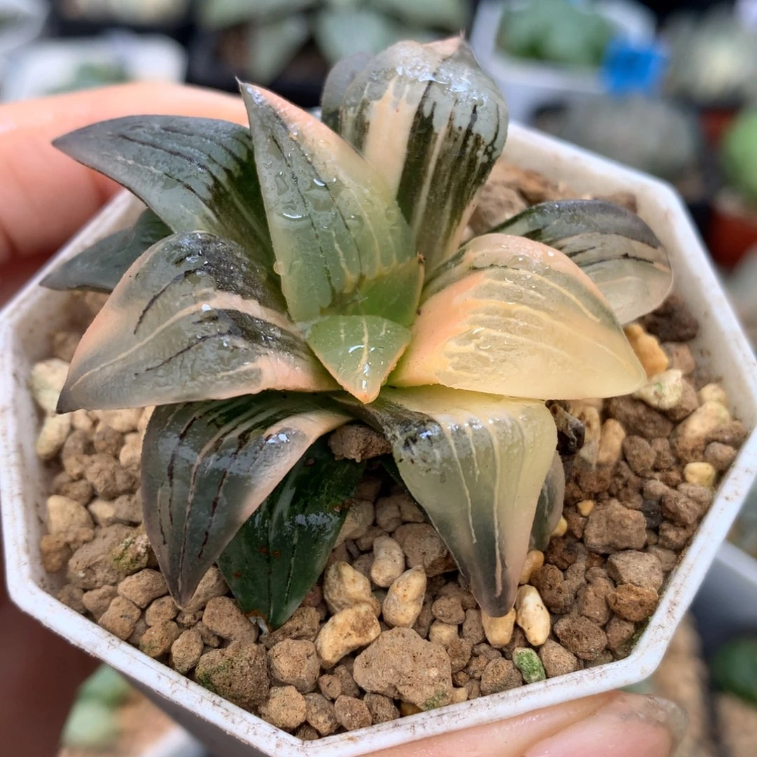 洪文寿锦，带盆一起