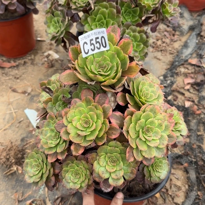 烟花……多肉植物……