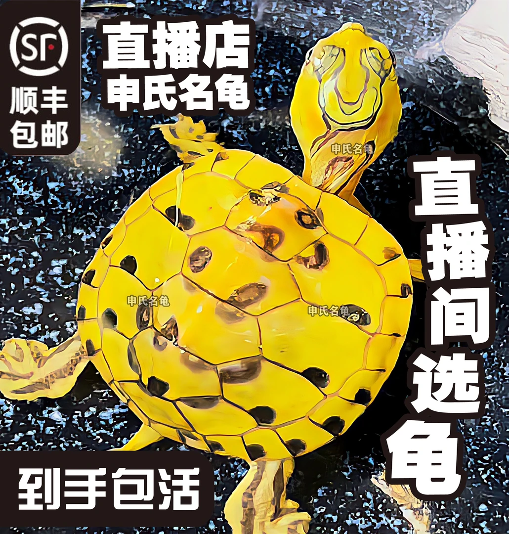 直播间选龟 多少钱拍多少份