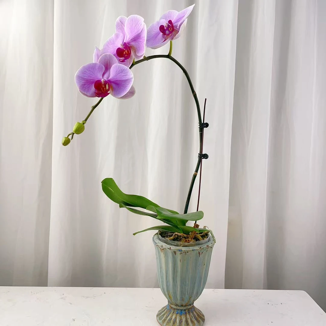 国华优选【粉冠军】蝴蝶兰绿植花卉艺术 高级盆栽植株 很好养