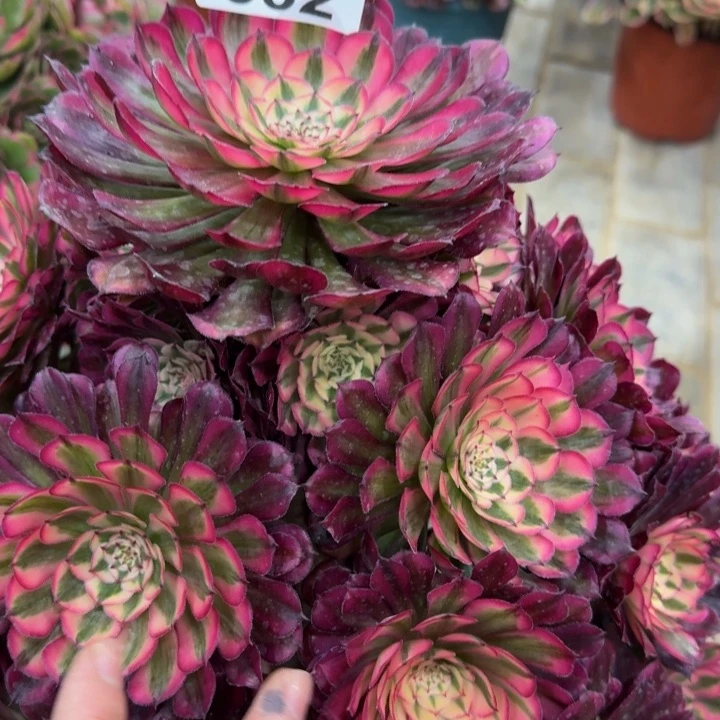 雾**花红铜超白锦宝塔332肉肉