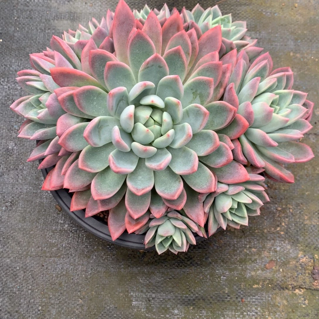 云***）杂交00000000000000