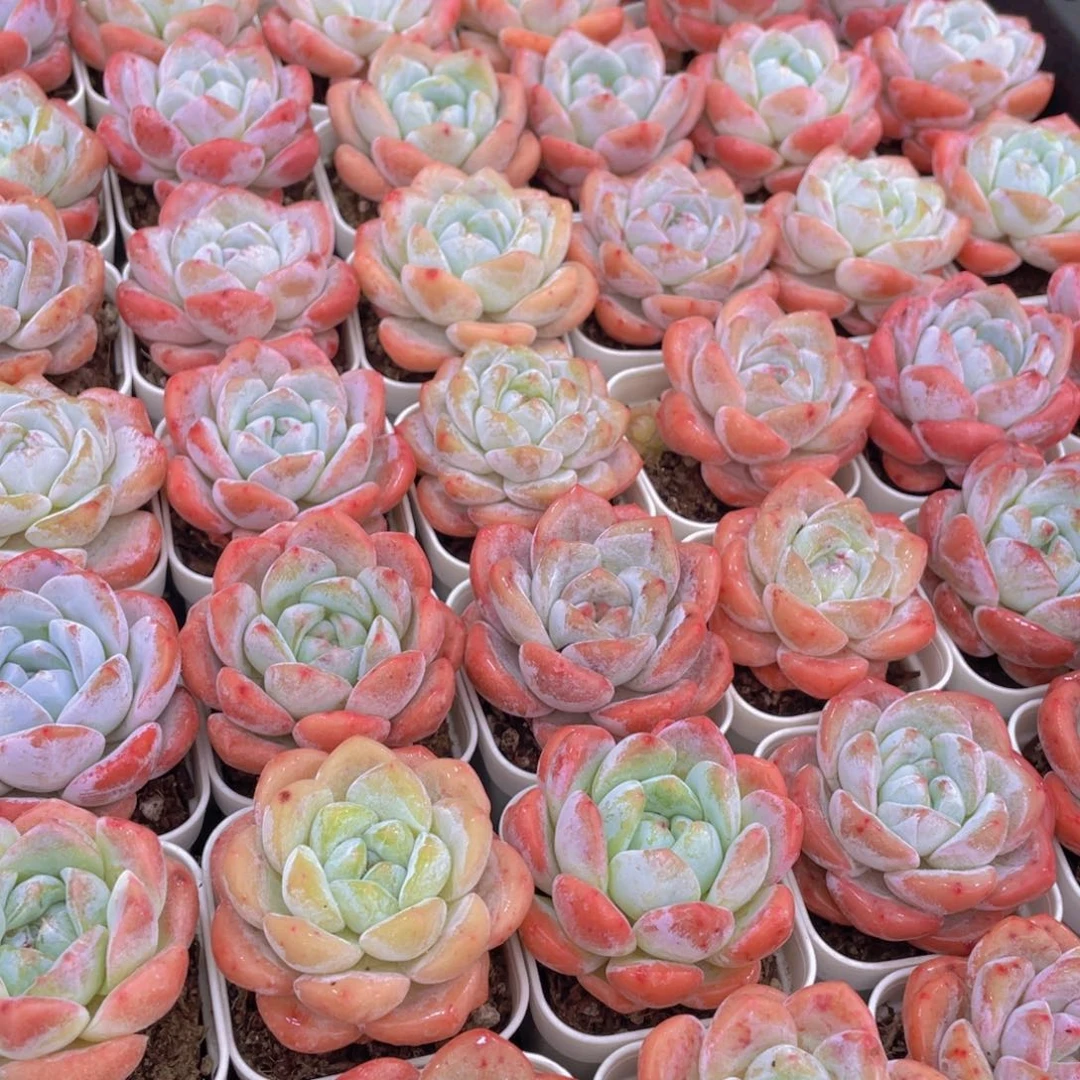 量拍27号 肥胖奶油大白兔单头2个