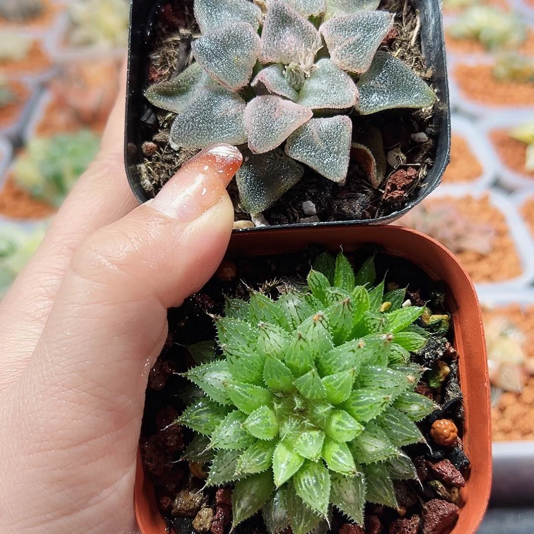 十二卷多肉2件套