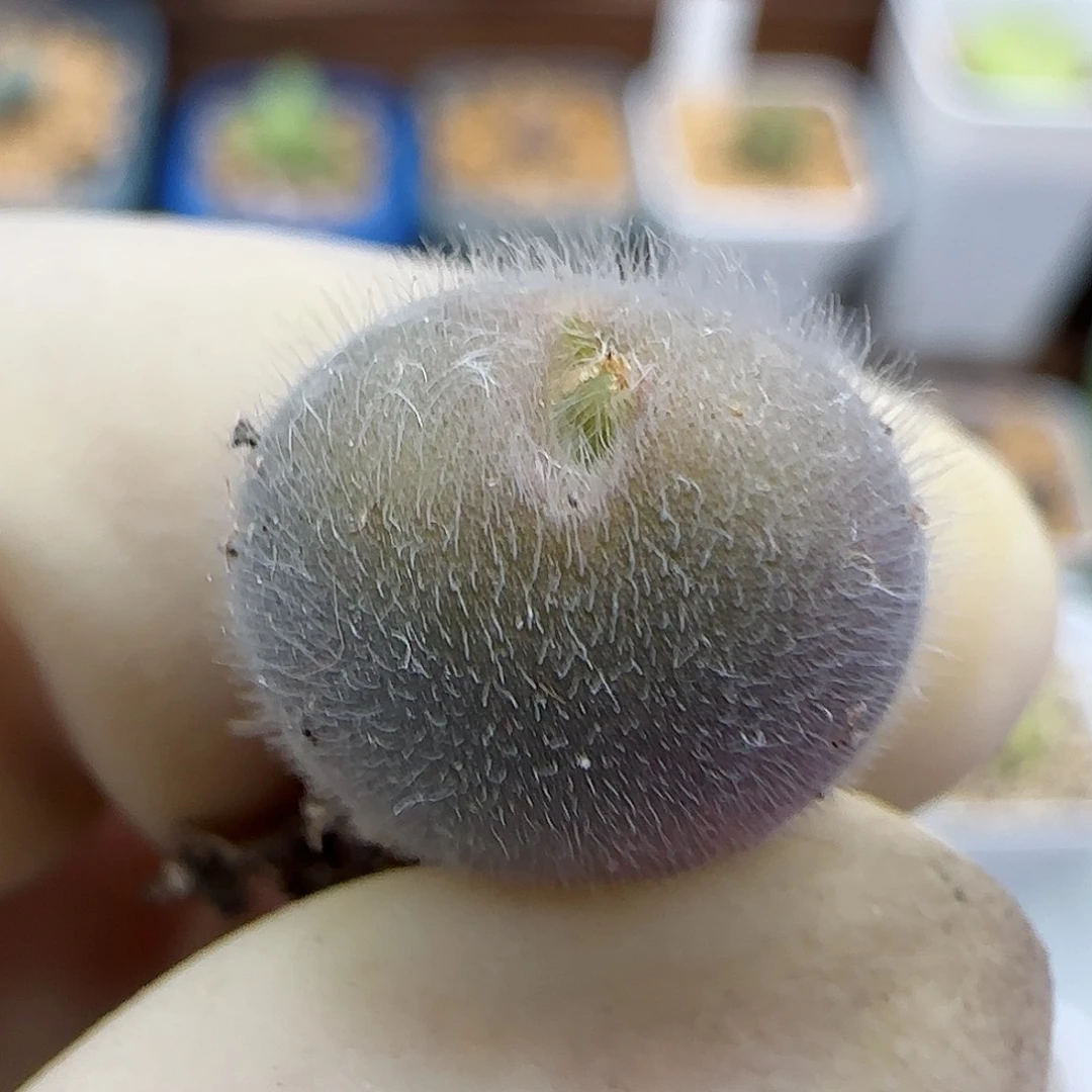 814大型紫毛球优选