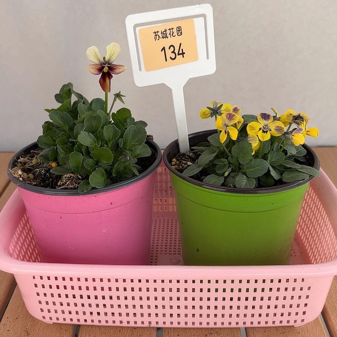 大部分开放少量花苞134