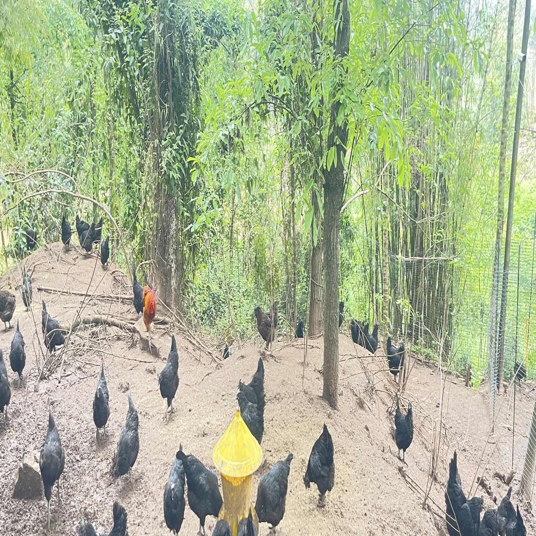 五黑鸡加呼吸肠道