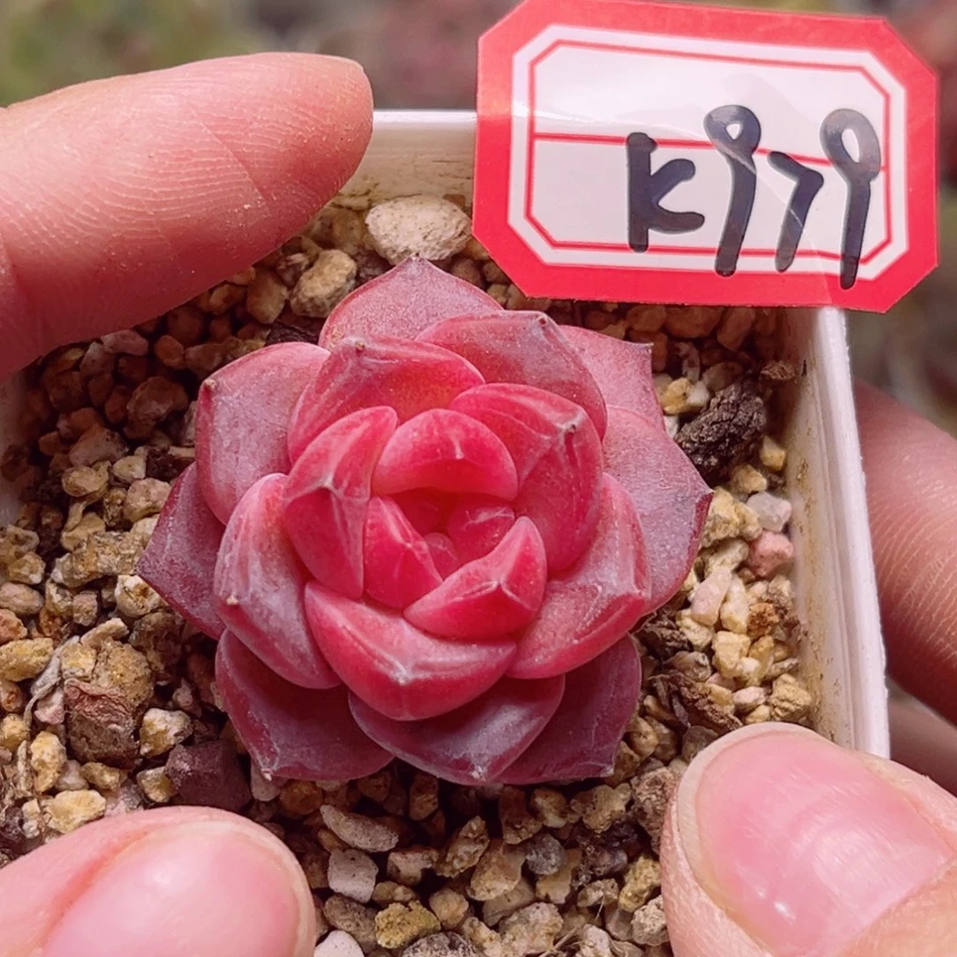 K979一物一拍 天使灵姬