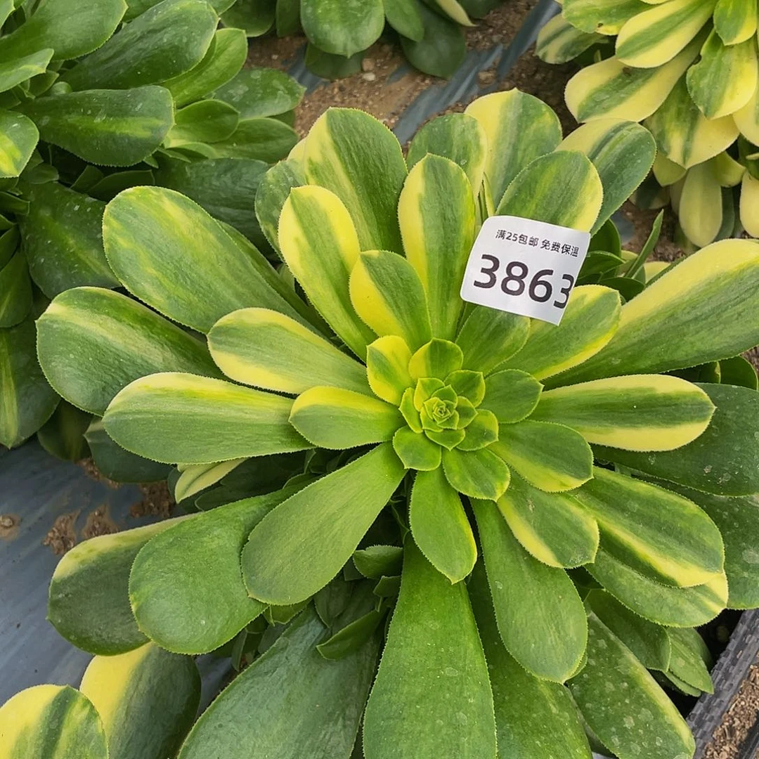 3863五彩琉璃多肉植物