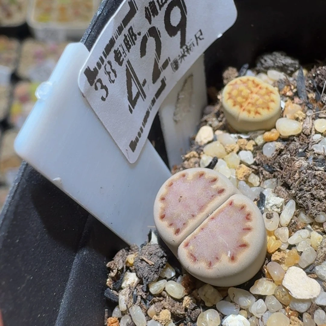 ****Ssss精品生石花429