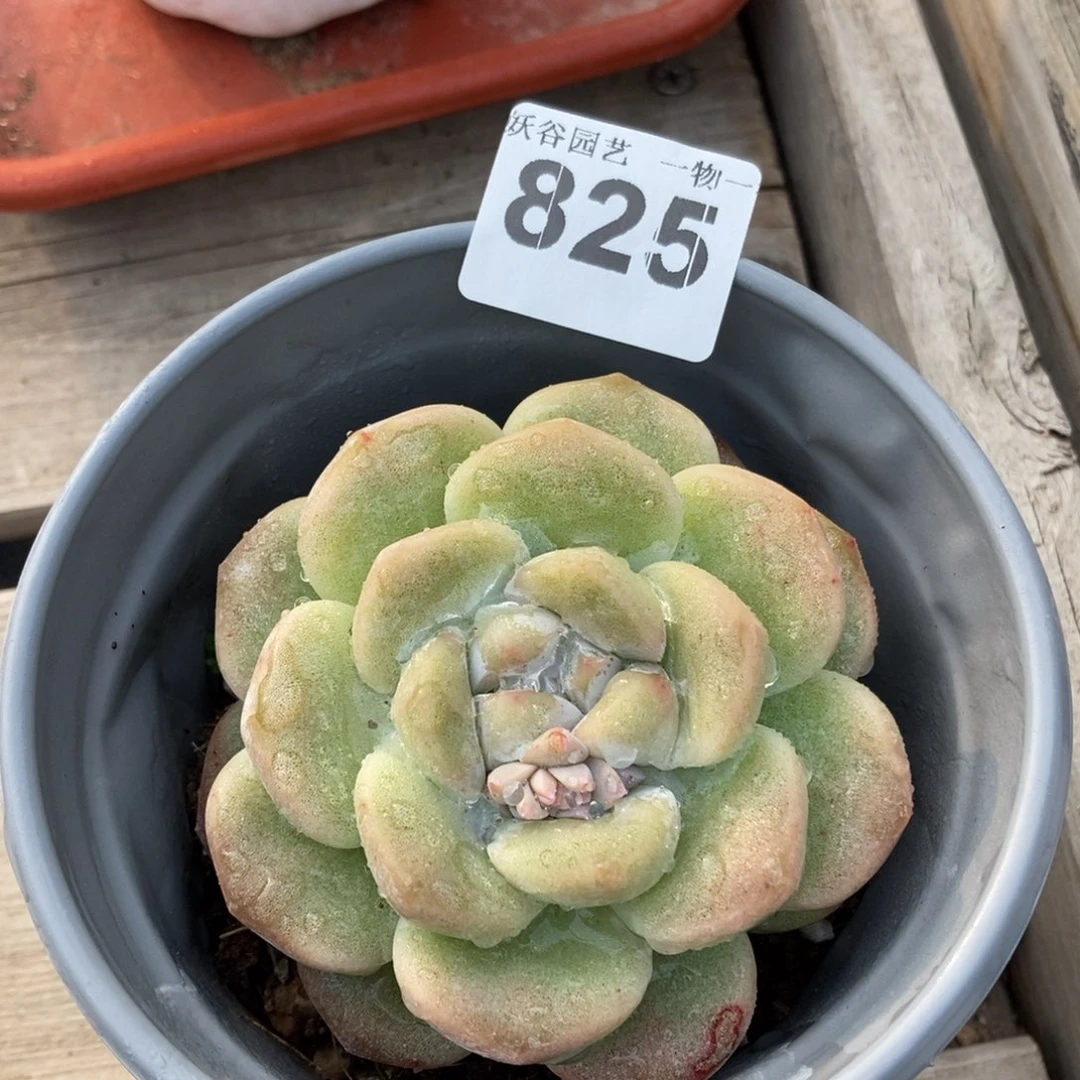 825玉蝴蝶脱土发货