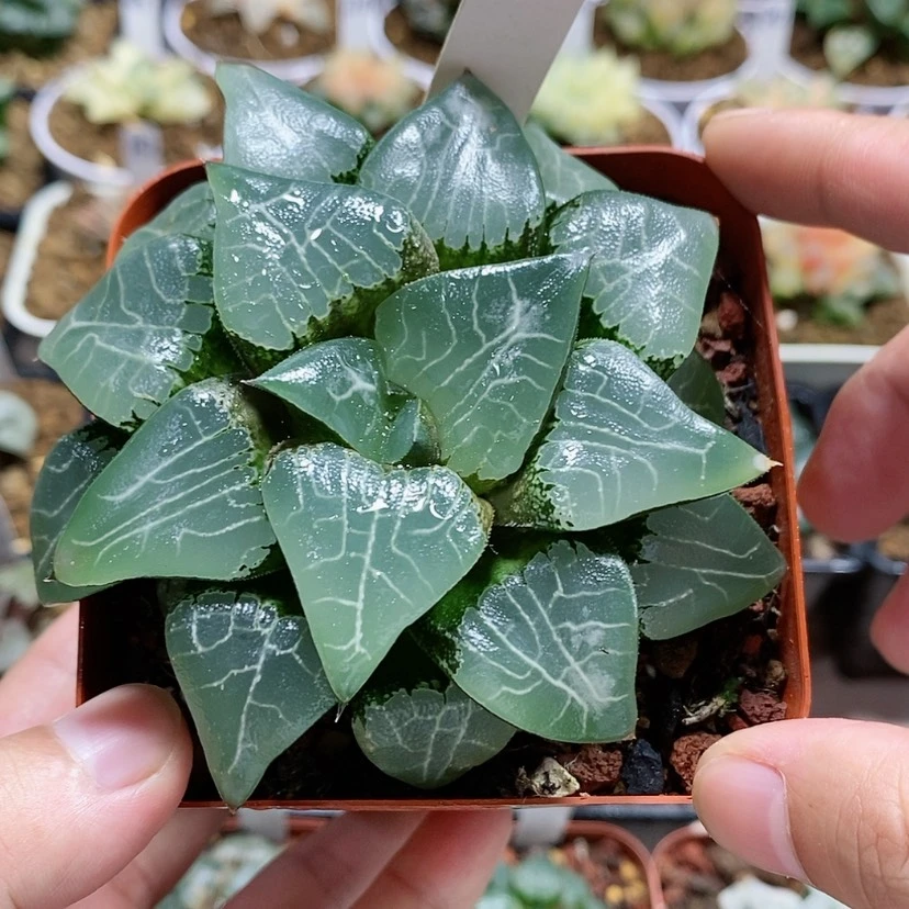 【闪购商品】79月影