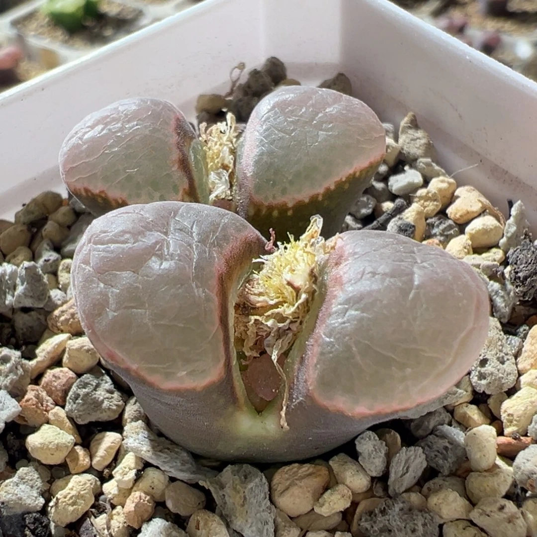 紫体粉透 矮胖体 好看04