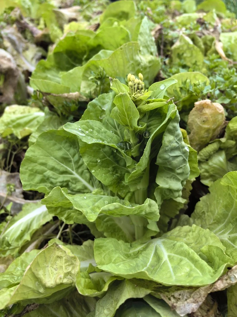 贵州高山农家自种露天种植新鲜白菜苔