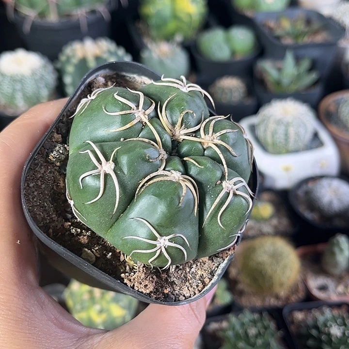 仙人球一物一拍实生22