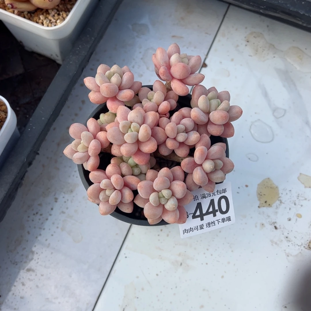 鱼子酱多肉多肉多肉多肉