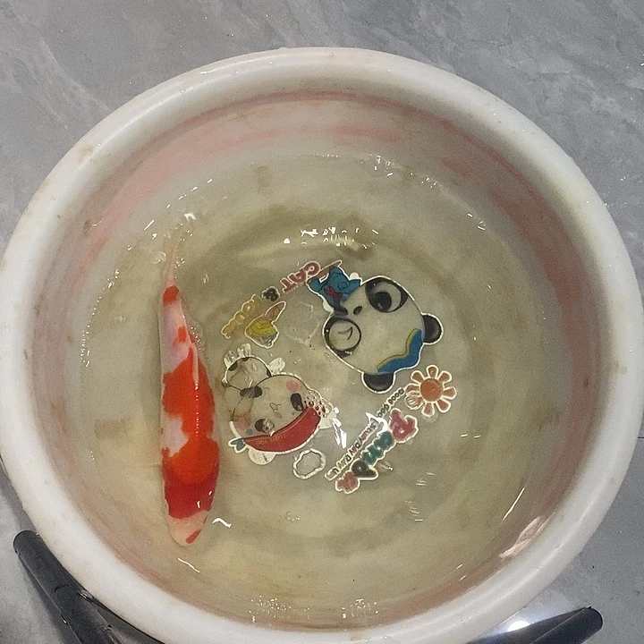 锦鲤红白锦鲤血统锦鲤