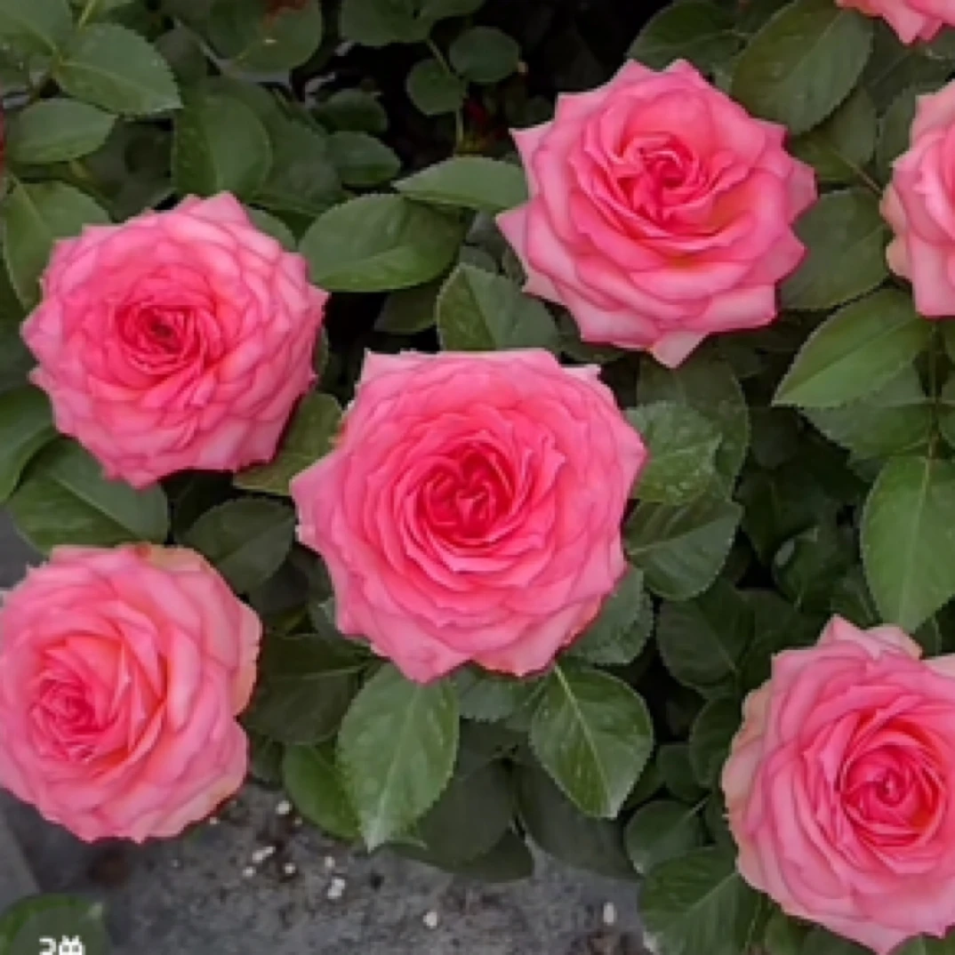 梦幻梅拉 粉红色大花浓香四季开花阳台庭院植物好养盆栽地栽苗