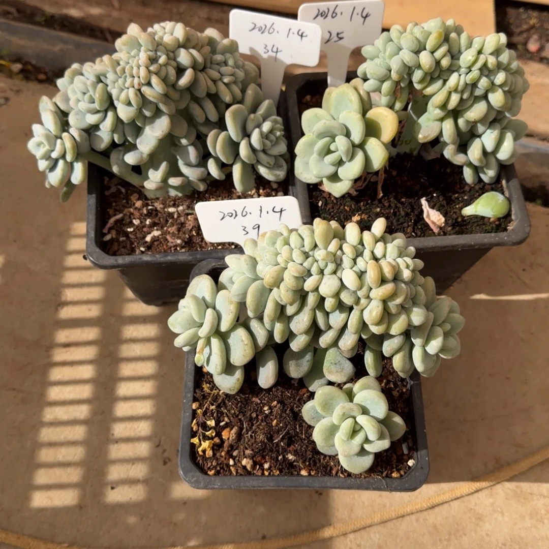 p***i一物一拍洛神缀三颗34、25、39