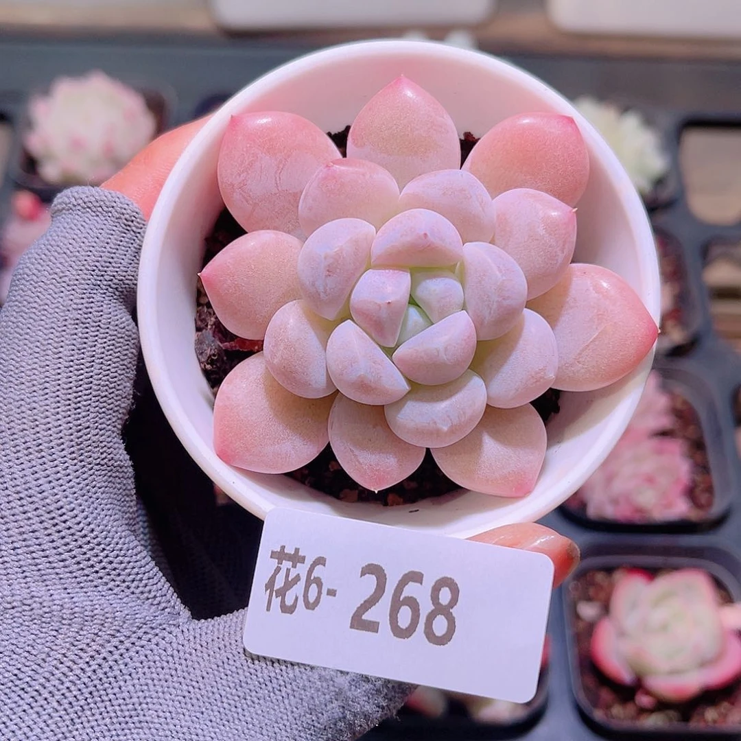 花06-268奶糖单头