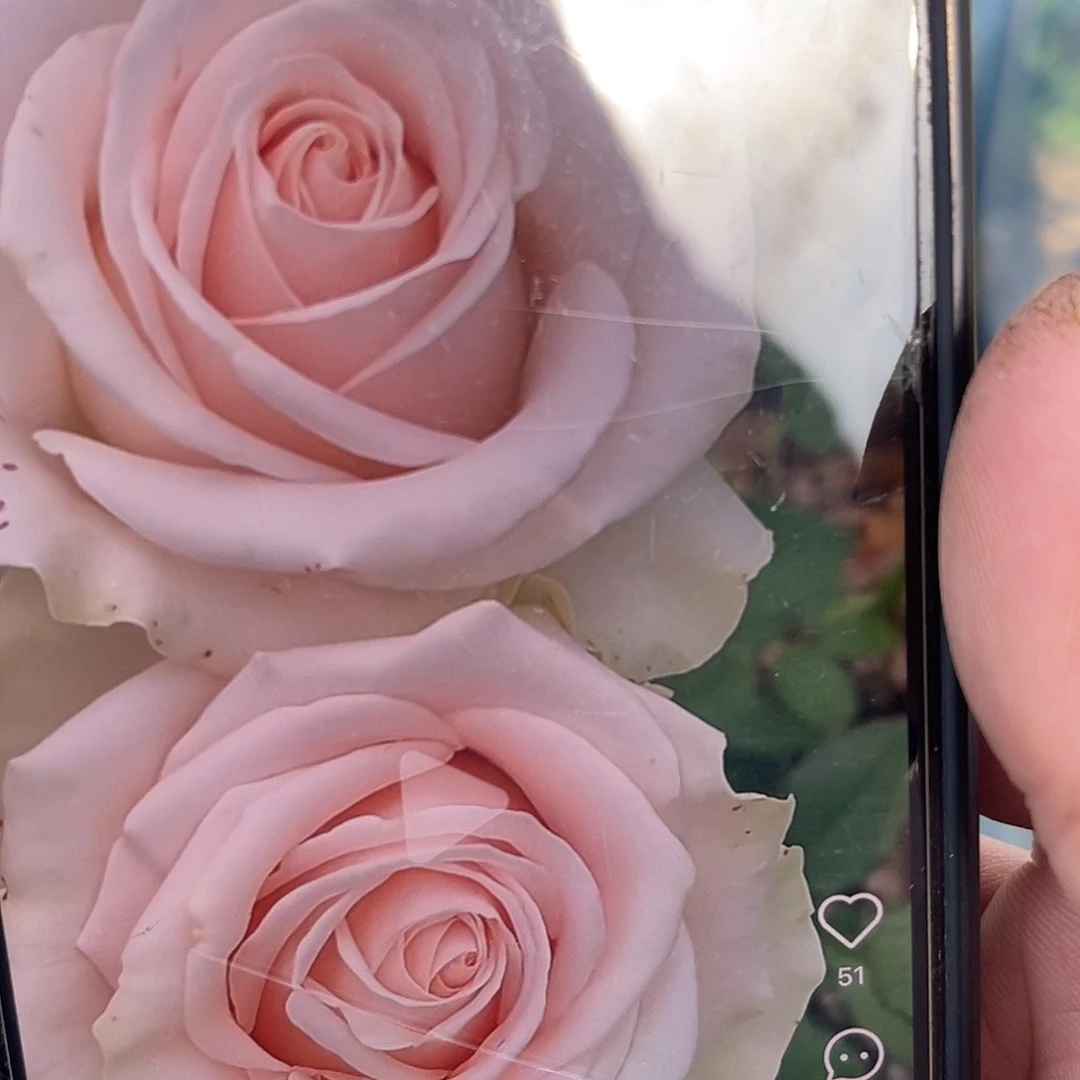 无花朵————白糖 月季