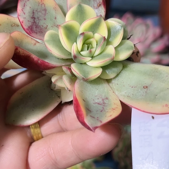 441斗牛士腹轮底座带缀