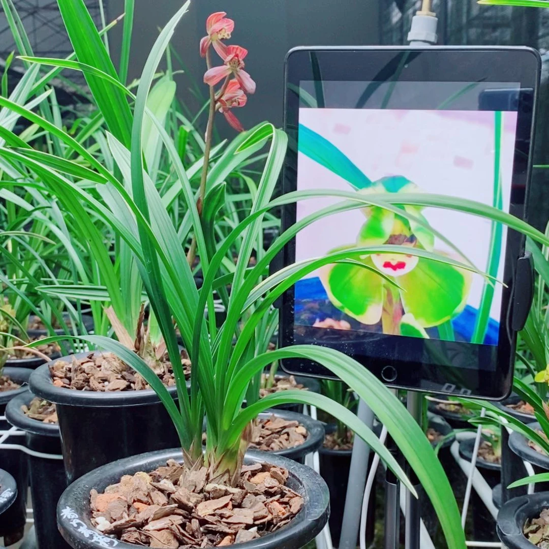 大部分花苞少量开放