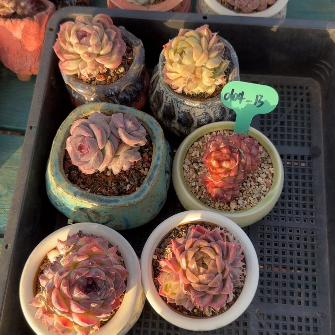 从前慢多肉精选编号0104.13