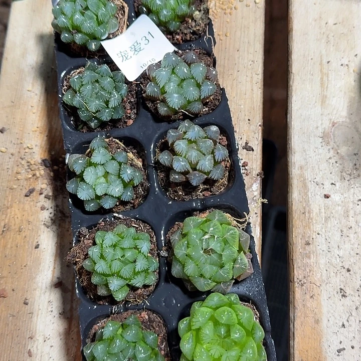 直播福利一物一拍31