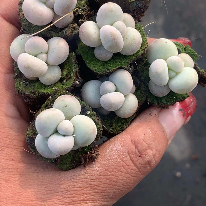 原始奶酪 2颗  （不满9.99发叶子冷地区不买保温扣一颗多肉）