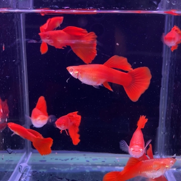 孔雀鱼紫鳞血红10条
