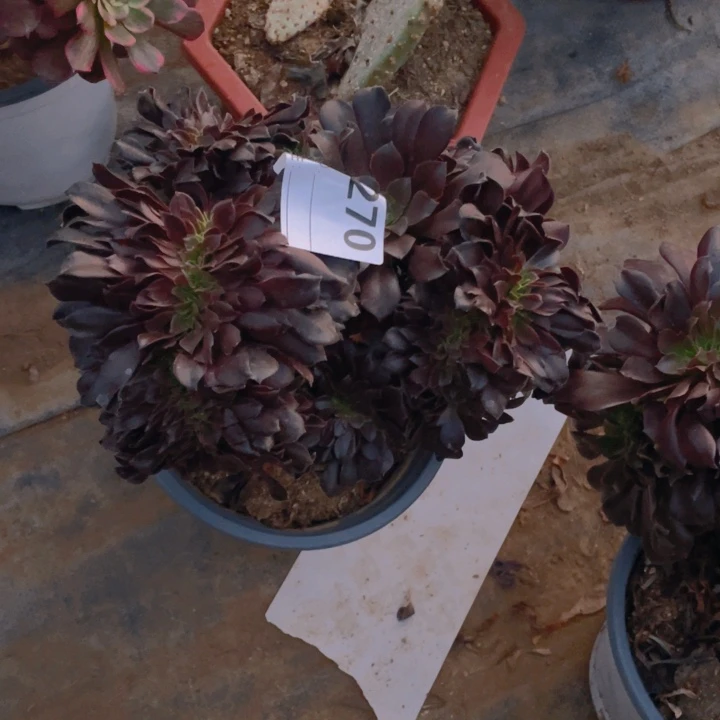 余*多肉欧紫缀化270