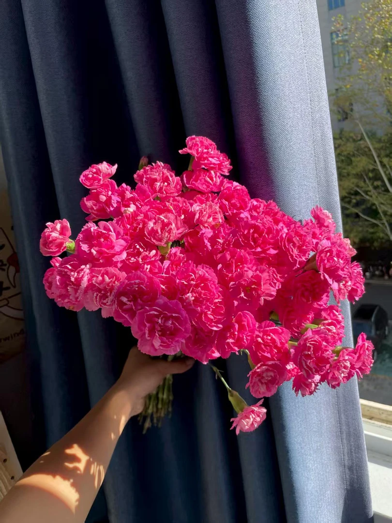 【两单包邮】A级 海盛鸽子多头康乃馨云南鲜花