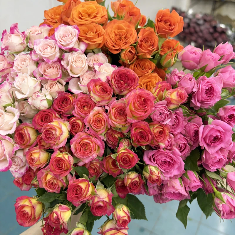 【多头玫瑰组合】新鲜鲜花花束云南鲜花基地直发适合客厅装饰