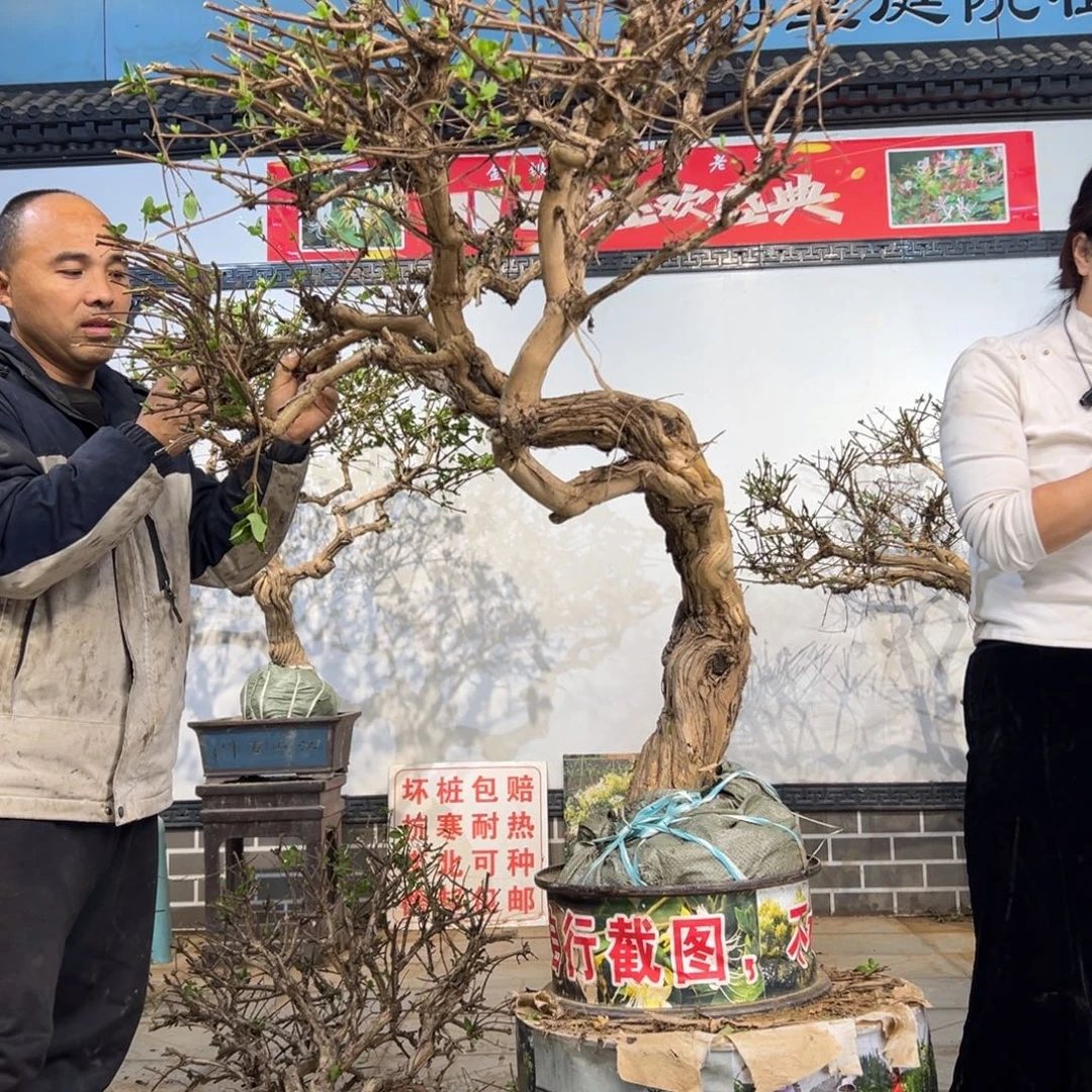无花朵金银花8888