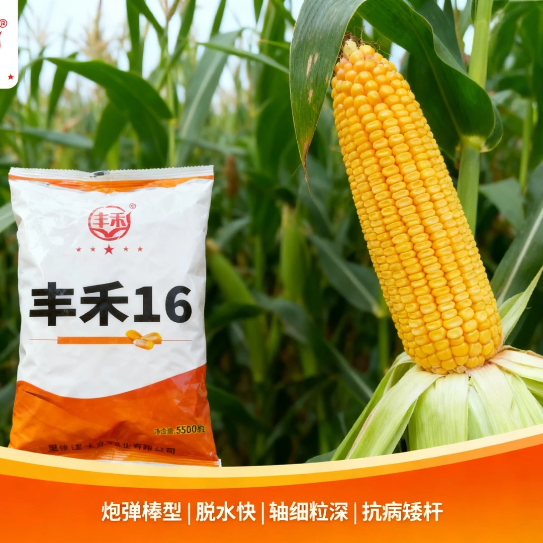 抗倒抗旱玉米种子高产大棒新品种丰禾16